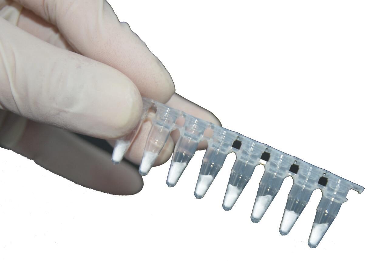 Gloved hand holding an 8-tube strip used for rapid nucleic acid extraction